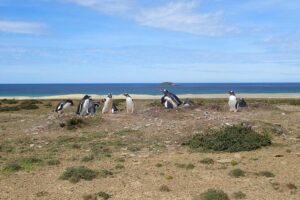 Bertha’s Beach & Beyond - Your Falklands, Your Way! - How Far Is Close? Respectful Distance That Still Feels Intimate