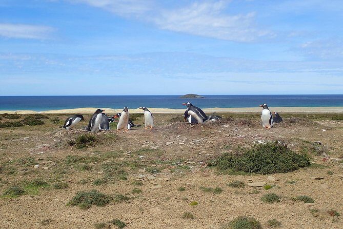 Bertha’s Beach & Beyond - Your Falklands, Your Way! - How Far Is Close? Respectful Distance That Still Feels Intimate