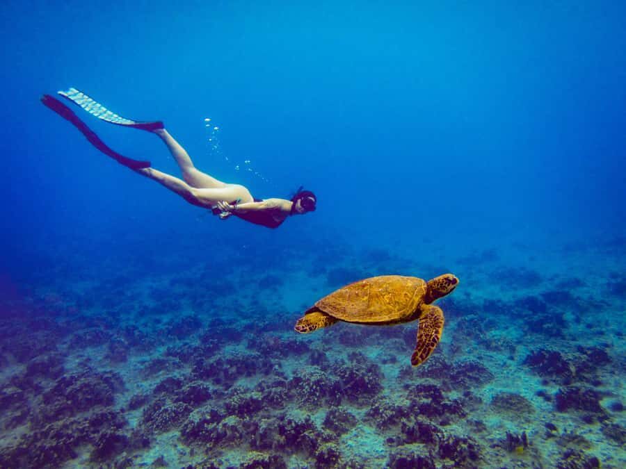 Easter island: Snorqueling tour on coral reefs - Training and Safety Briefing: Why This Part Matters