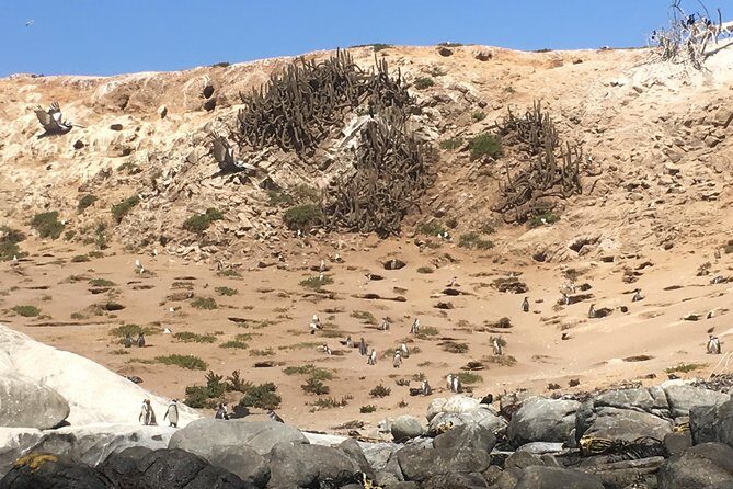 Fr STGO: WILD PENGUINS, SEALION, SANDBOARD, PARAGLIDING & PICNIC - Valparaíso and Viña del Mar: quick contrast, no waiting forever