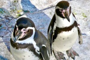 Fr VALPO: WILD PENGUINS, SEALION, SANDBOARD, PARAGLIDING & PICNIC - Stop 1: Zapallar Beach and the Penguin Island Boat Ride