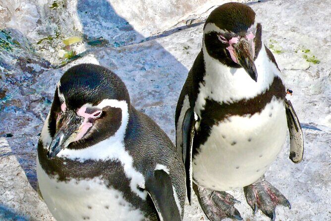 Fr VALPO: WILD PENGUINS, SEALION, SANDBOARD, PARAGLIDING & PICNIC - Stop 1: Zapallar Beach and the Penguin Island Boat Ride