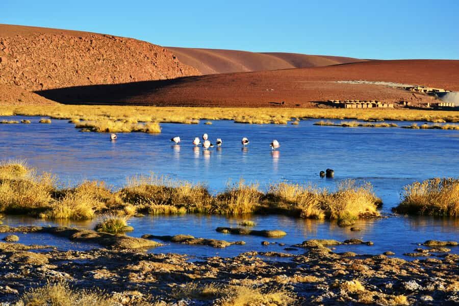 From San Pedro de Atacama: Tatio Geysers and Machuca Tour - Walking through 80+ active geysers at 14,000+ feet