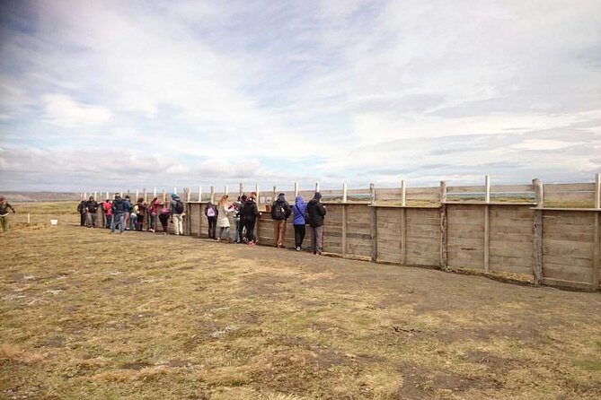 King Penguin Nature Reserve - Tierra del Fuego Island - 5:00 AM in Punta Arenas: what a 14-hour day is really like