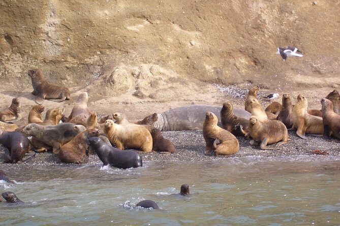 Magdalena Island Penguin Tour by Boat from Punta Arenas - Key things to know before you go