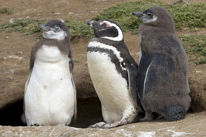 Magdalena Island Penguin Tour by Boat from Punta Arenas - From José Nogueira 1255 to the pier: how the day starts