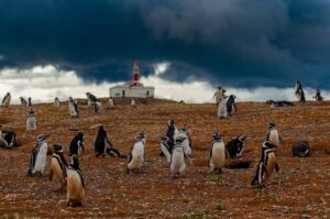 Magdalena Island Penguin Tour by Boat from Punta Arenas - Catamaran crossing of the Strait of Magellan (about 45 minutes)