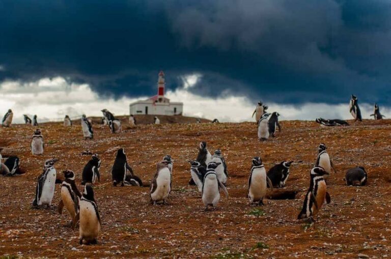 Magdalena Island Penguin Tour by Boat from Punta Arenas - Catamaran crossing of the Strait of Magellan (about 45 minutes)