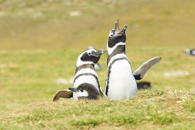 Navigation Magdalena Island and Marta - Isla Magdalena: your guided penguin hour on land