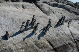 Penguin Watching Navigation Cachagua Lunch From STGO Private Tour - Valparaíso’s Flat City at Plaza Sotomayor: Start of the Hill-City Story