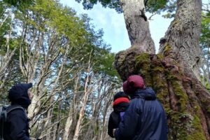 Private Patagonian Forest Hike in Punta Arenas: 4 Hour - Boxed Lunch Halfway: Fuel That Keeps the Hike Enjoyable