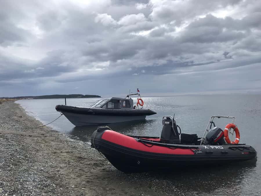 Punta Arenas: Dolphin & Wildlife Watching - Key highlights you’ll care about