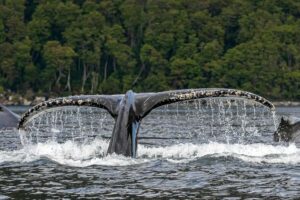 Punta Arenas: Full-Day Whales, Penguins, and Glaciers Tour - Strait of Magellan wildlife time: Francisco Coloane Marine Park does the heavy lifting