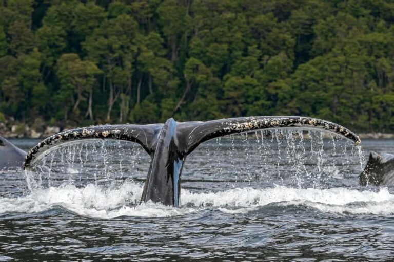 Punta Arenas: Full-Day Whales, Penguins, and Glaciers Tour - Strait of Magellan wildlife time: Francisco Coloane Marine Park does the heavy lifting