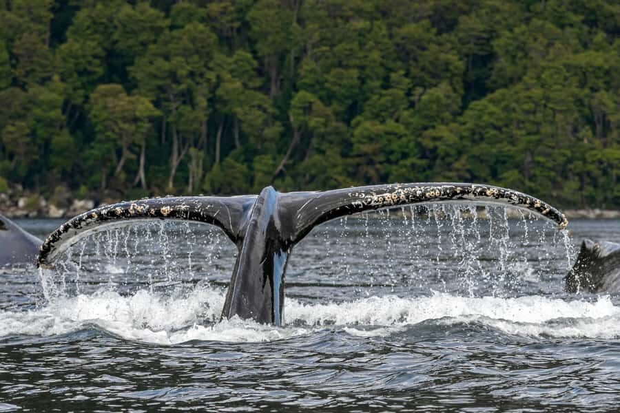 Punta Arenas: Full-Day Whales, Penguins, and Glaciers Tour - Strait of Magellan wildlife time: Francisco Coloane Marine Park does the heavy lifting