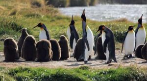 Punta Arenas: King Penguin Park and Tierra del Fuego Trip - Starting in Punta Arenas: pickup, van time, and why it matters
