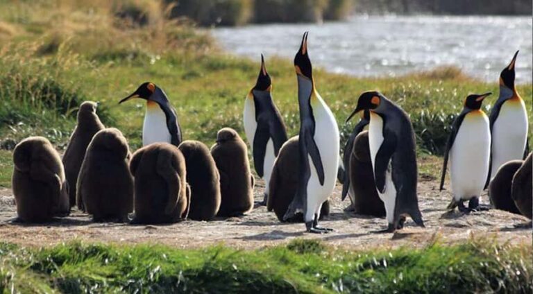 Punta Arenas: King Penguin Park and Tierra del Fuego Trip - Starting in Punta Arenas: pickup, van time, and why it matters