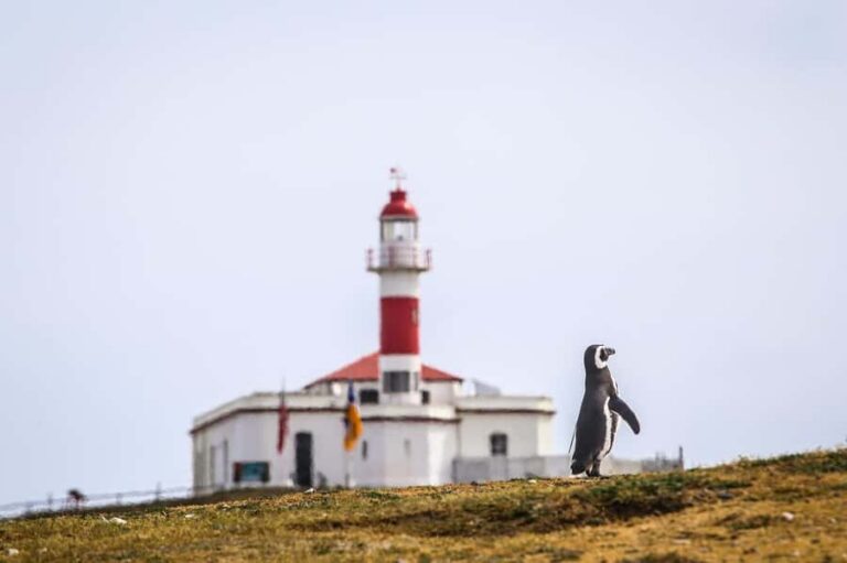 Punta Arenas: Magdalena Island Navigation & Penguin Walk - Meeting points and timing in Punta Arenas (Muelle Prat vs Terminal Tres Puentes)