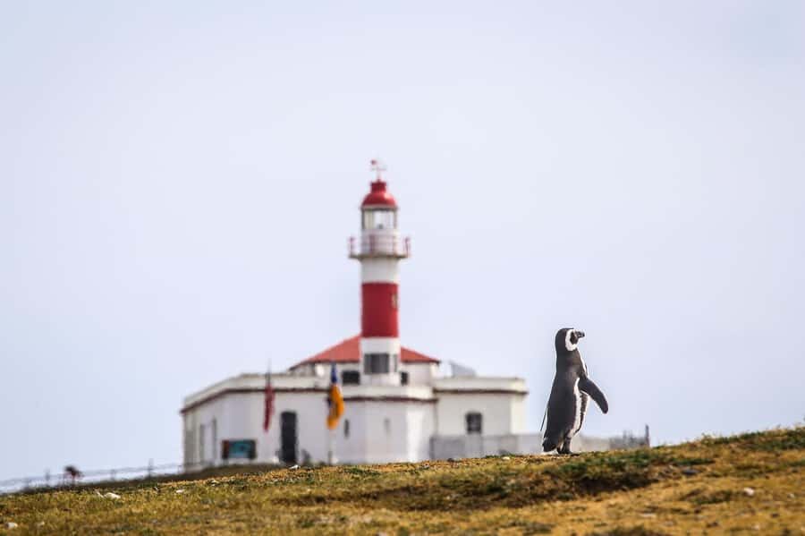 Punta Arenas: Magdalena Island Navigation & Penguin Walk - Meeting points and timing in Punta Arenas (Muelle Prat vs Terminal Tres Puentes)