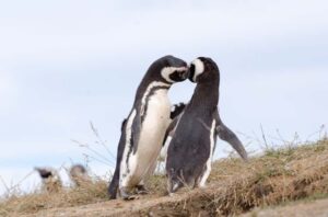 Punta Arenas: Walk with Penguins on Magdalena & Marta Island - Magdalena Island walk: the hour that makes this tour special