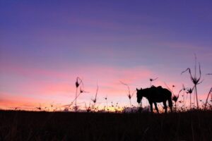 Ride to the highest point on the island for sunset - The ride into eucalyptus country: calm, scenic, and beginner-friendly